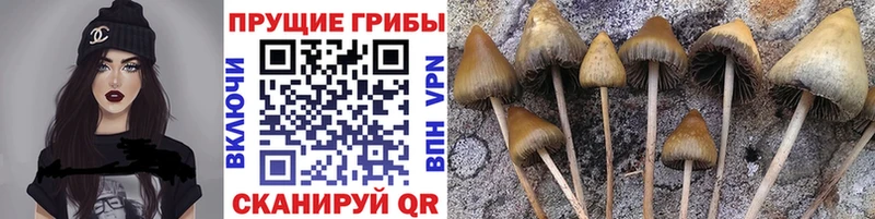 Галлюциногенные грибы мицелий Шелехов